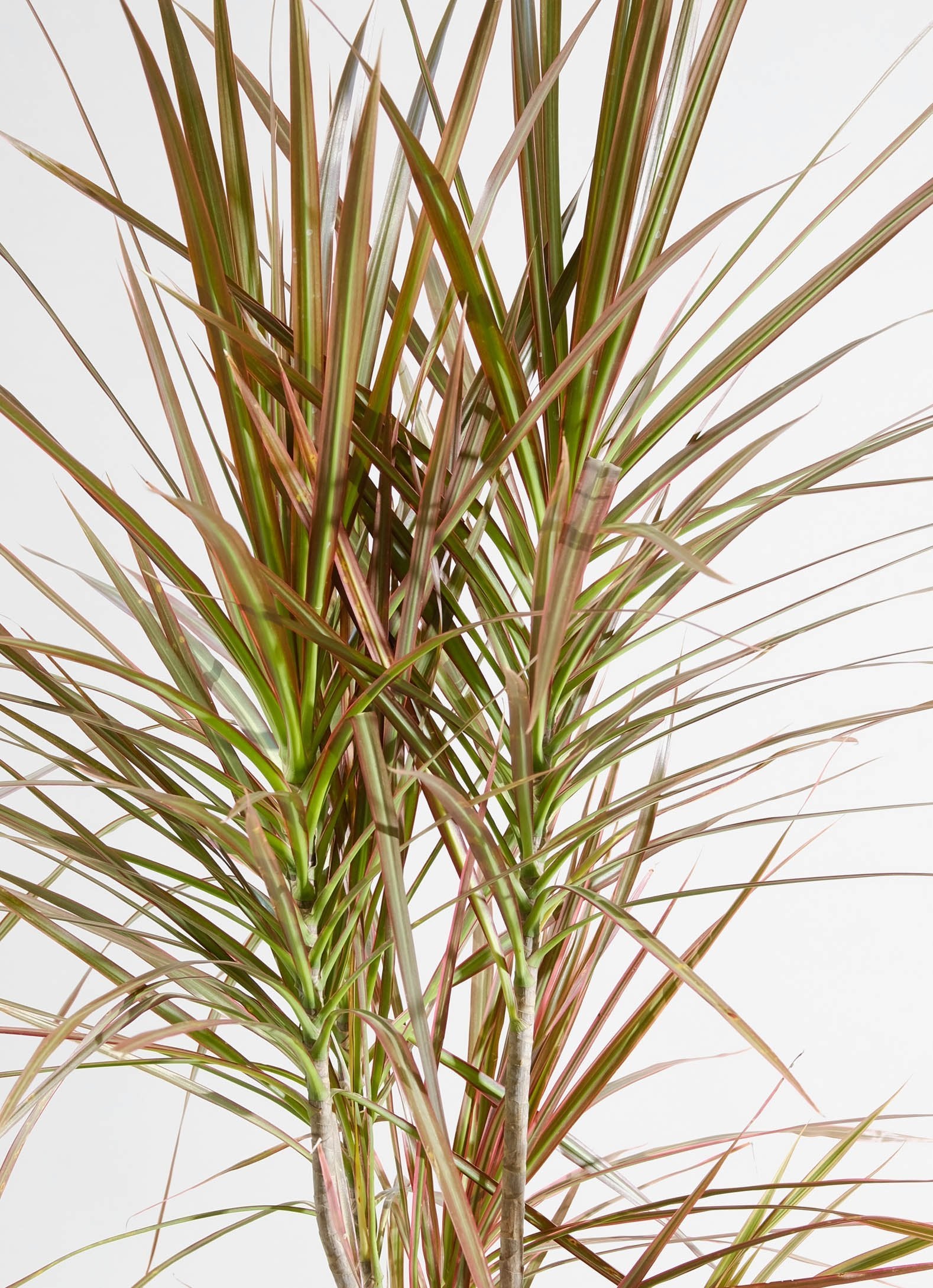 Dracena Marginata Colorama