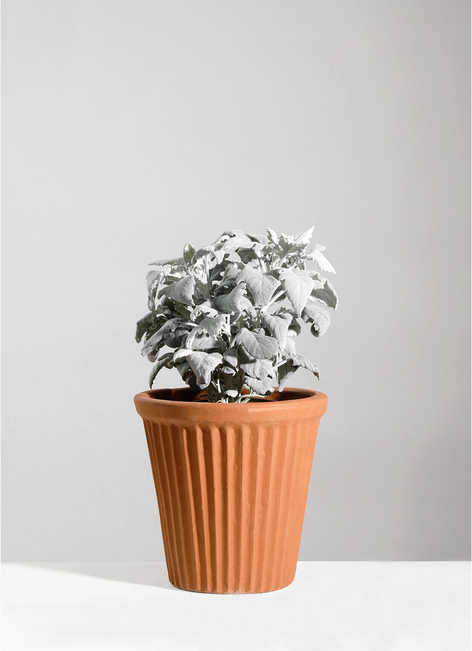 Dusty Miller Hoja Lisa