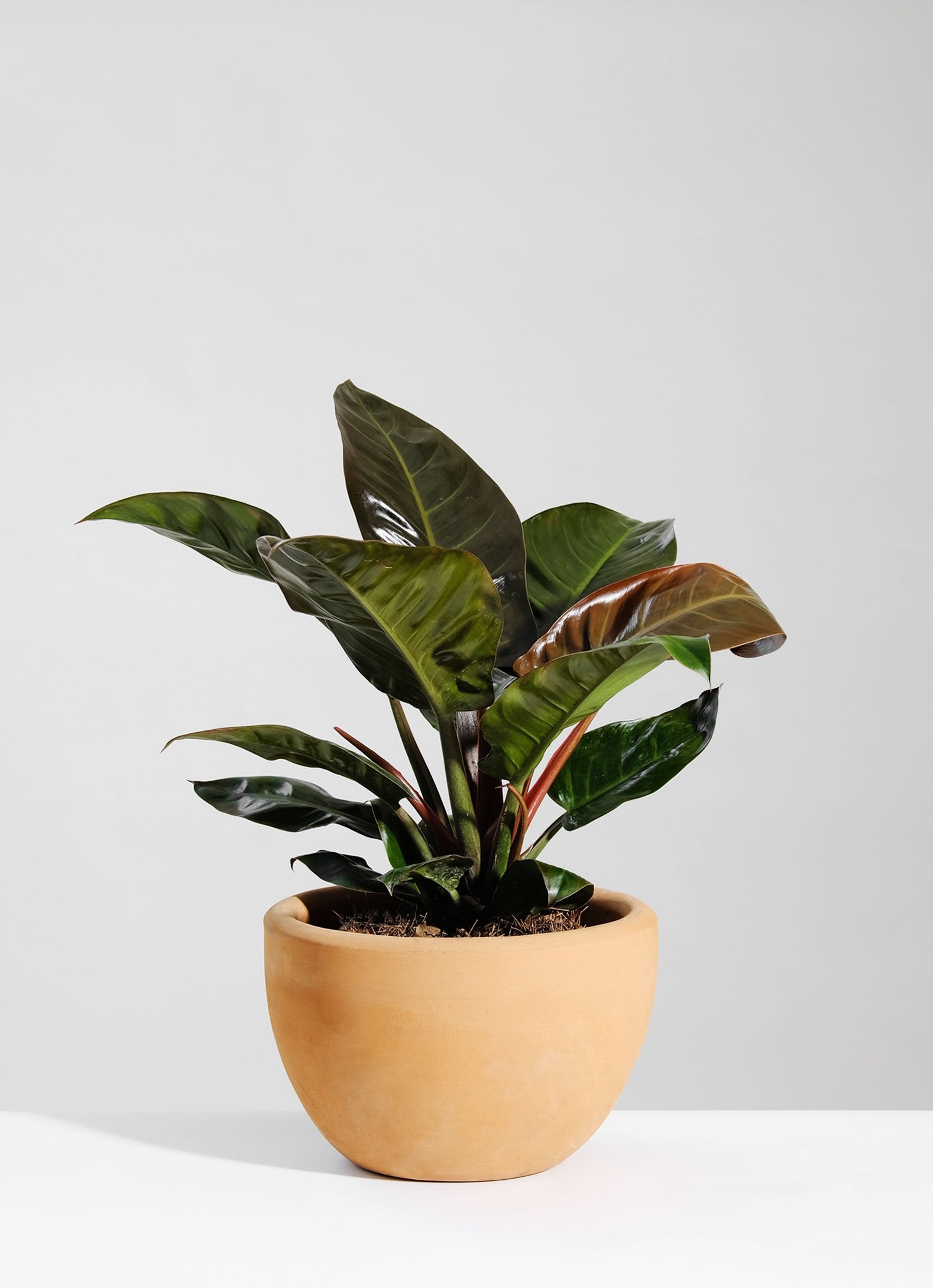 Philodendron New Red