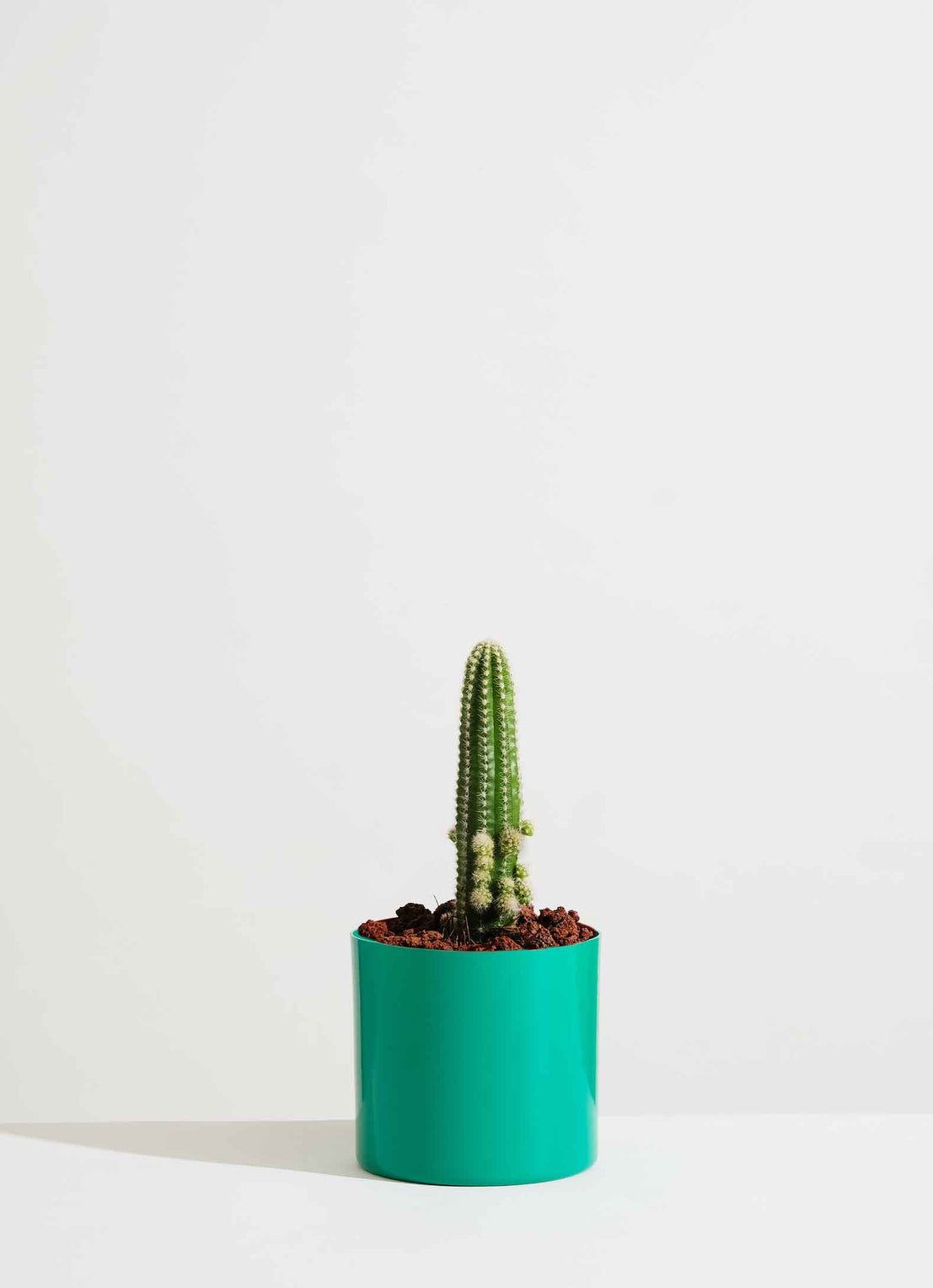 Cactus mini